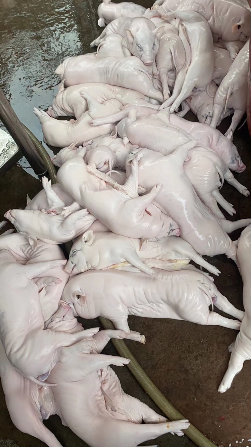 花猪乳猪