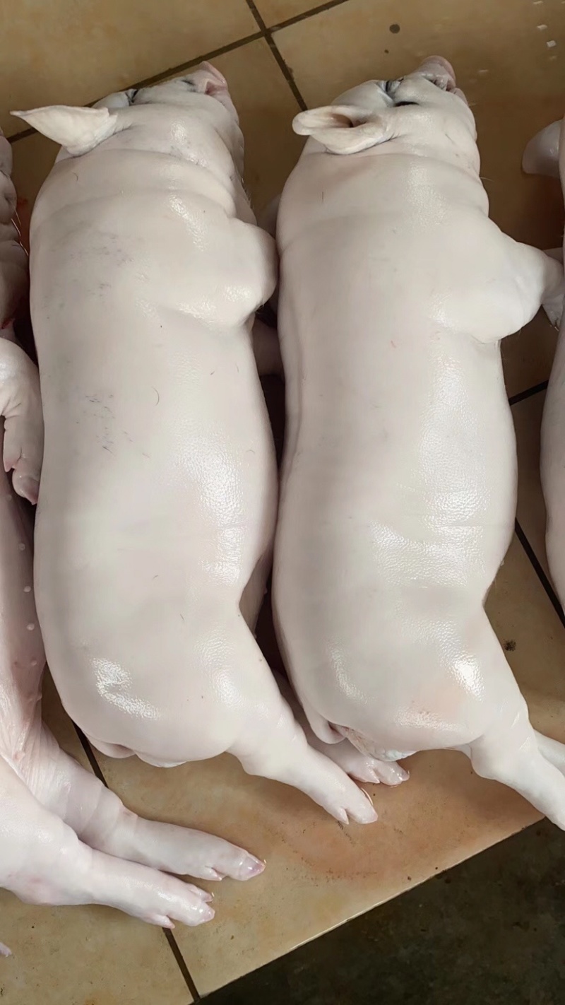 花猪乳猪