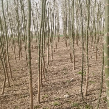 【推荐】垂柳，垂柳小苗，青皮无絮垂柳，河北垂柳柳树苗