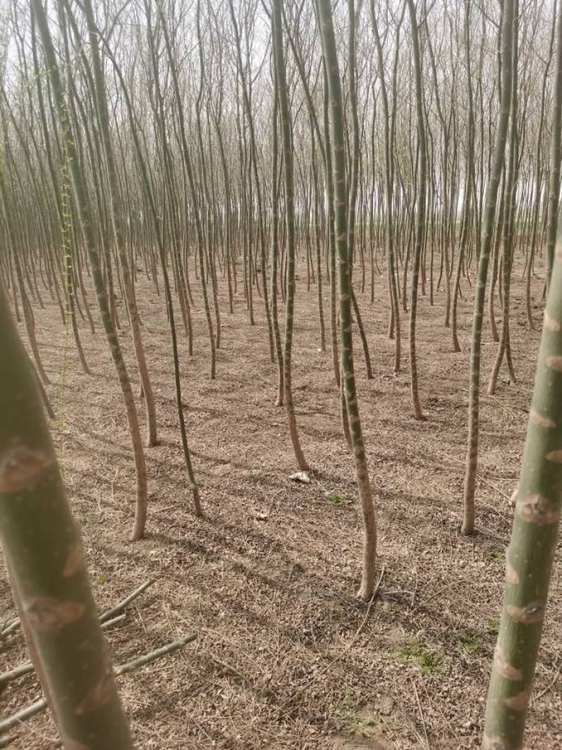 【推荐】垂柳，垂柳小苗，青皮无絮垂柳，河北垂柳柳树苗