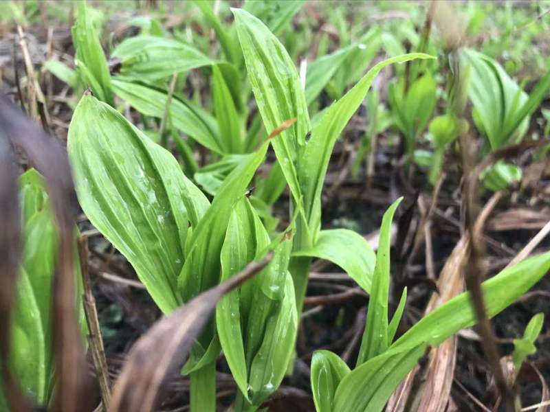 纯紫花白芨训化苗，苗龄两年以上，块茎2到8公分，全国包邮