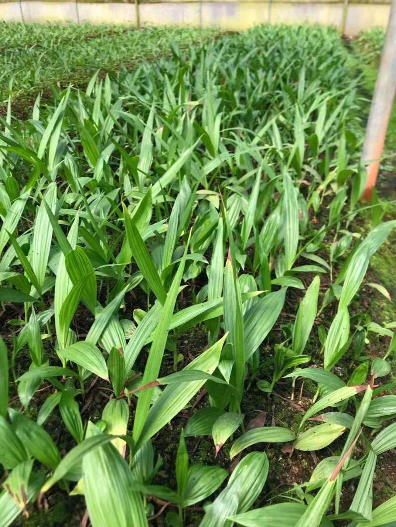 纯紫花白芨训化苗，苗龄两年以上，块茎2到8公分，全国包邮