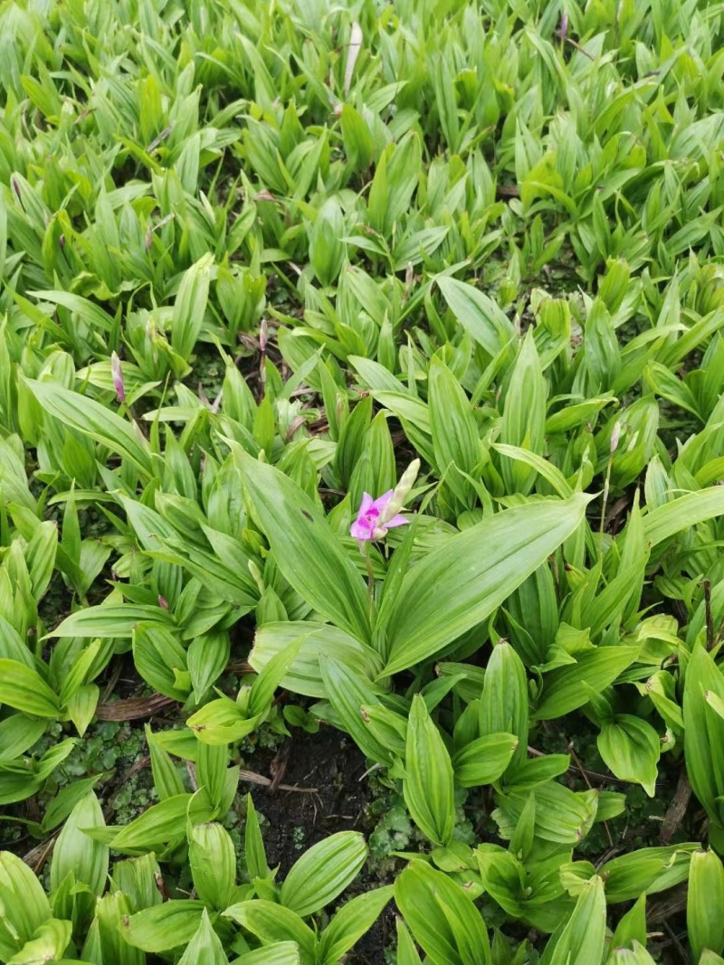 纯紫花白芨训化苗，苗龄两年以上，块茎2到8公分，全国包邮