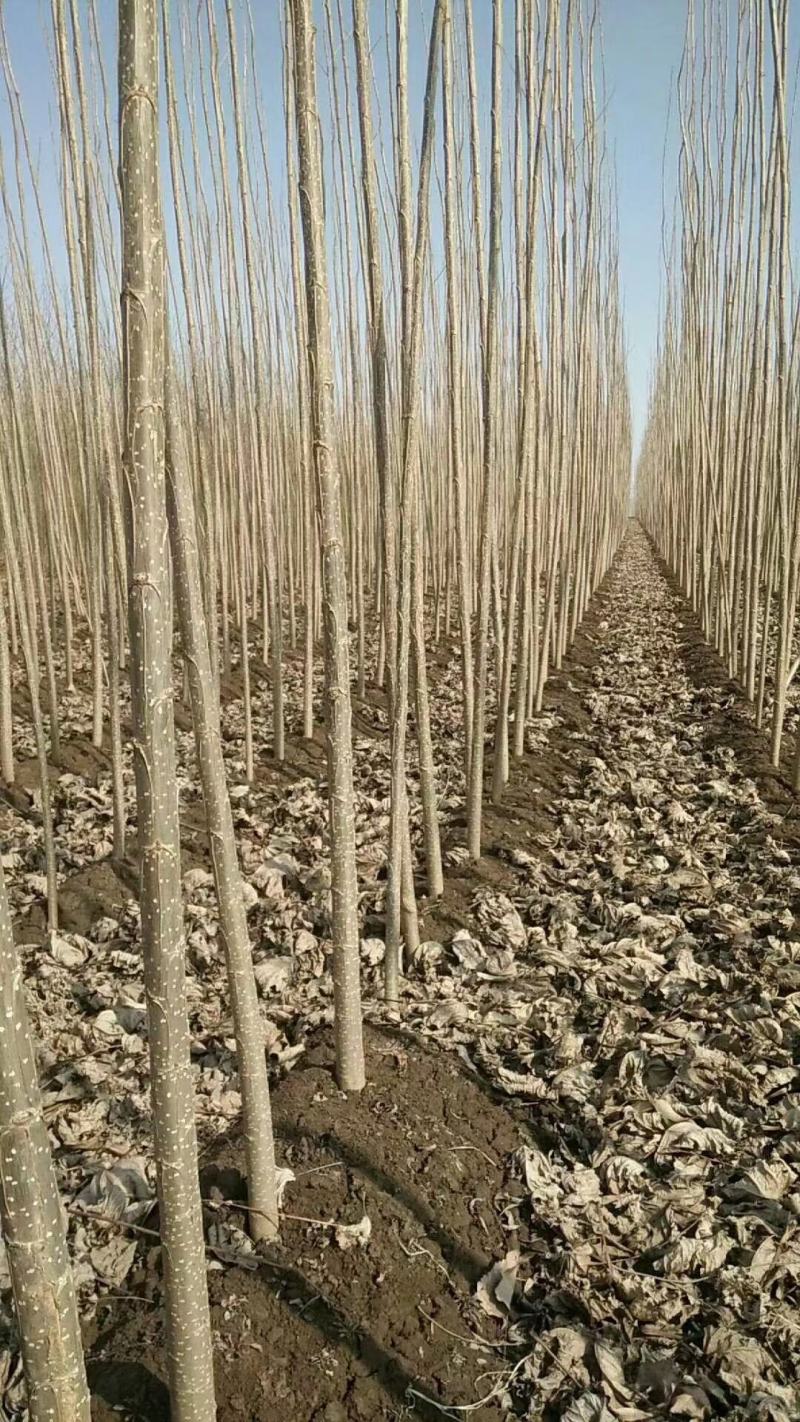 速生杨杨树苗107速生杨各种规格基地直供，一手货源