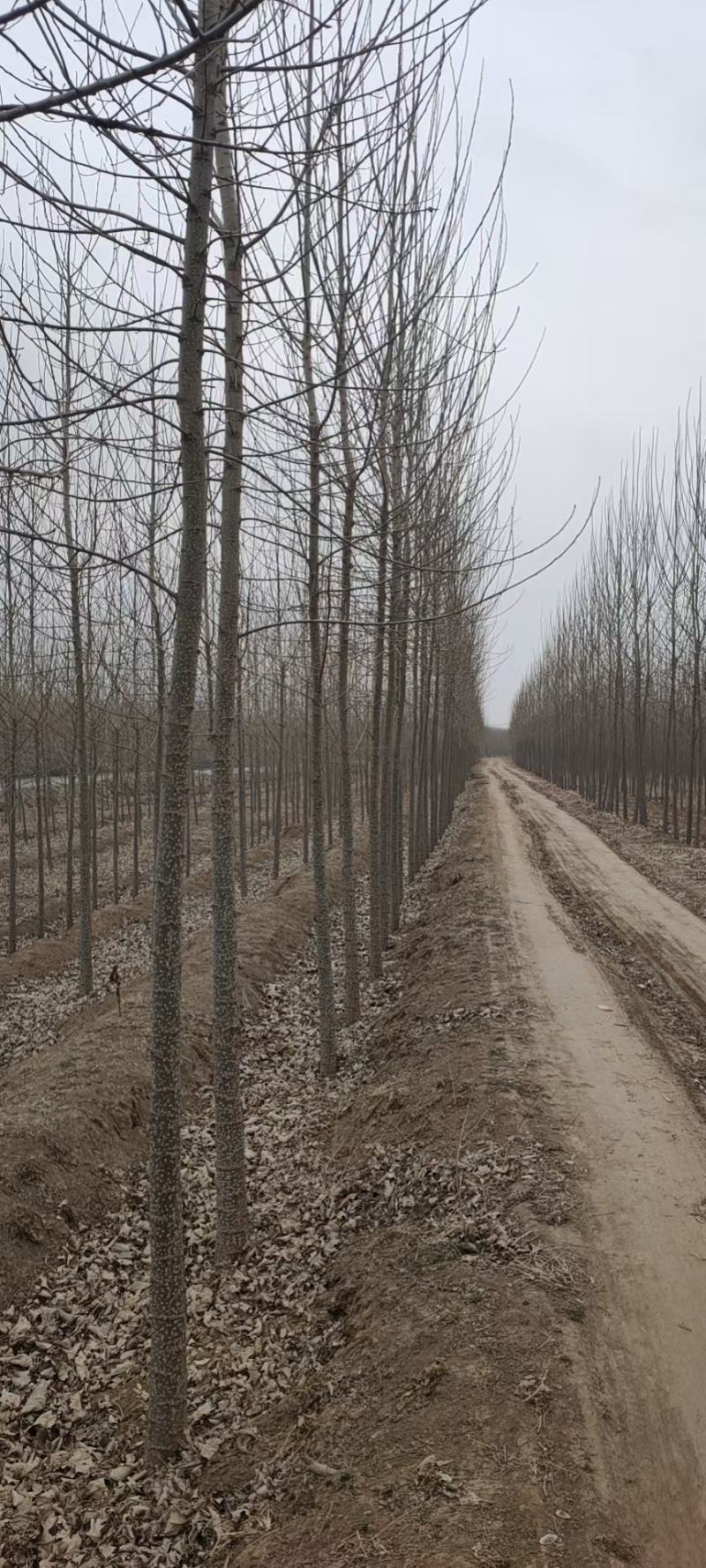 速生杨杨树苗107速生杨各种规格基地直供，一手货源