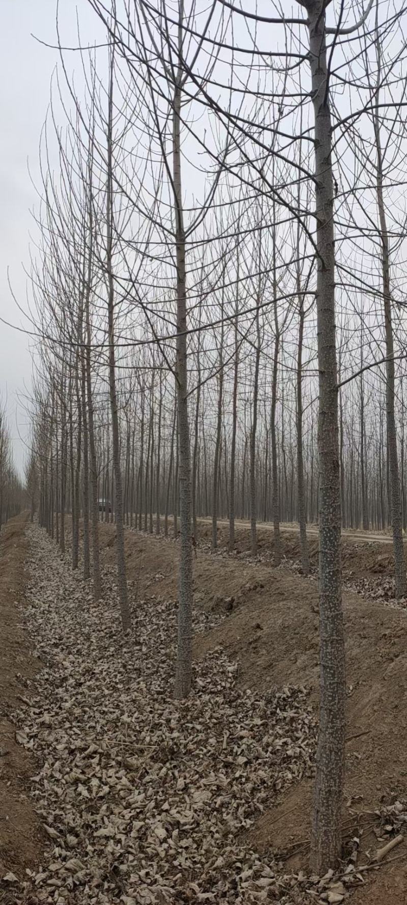 速生杨杨树苗107速生杨各种规格基地直供，一手货源