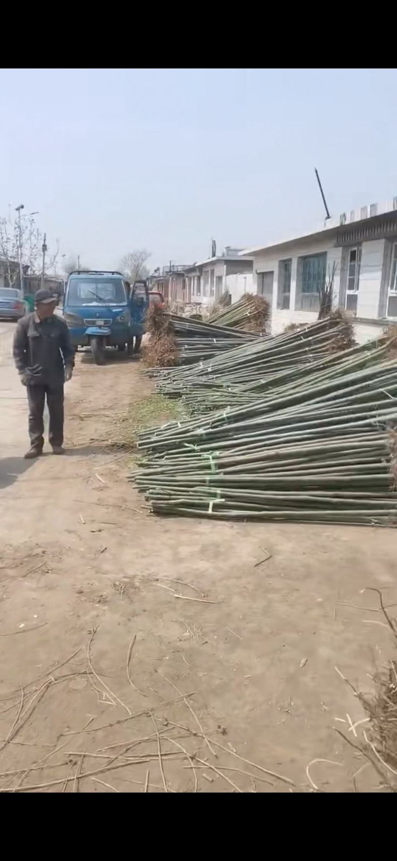 速生柳5公分，4公分，3公分，2公分树好价不高