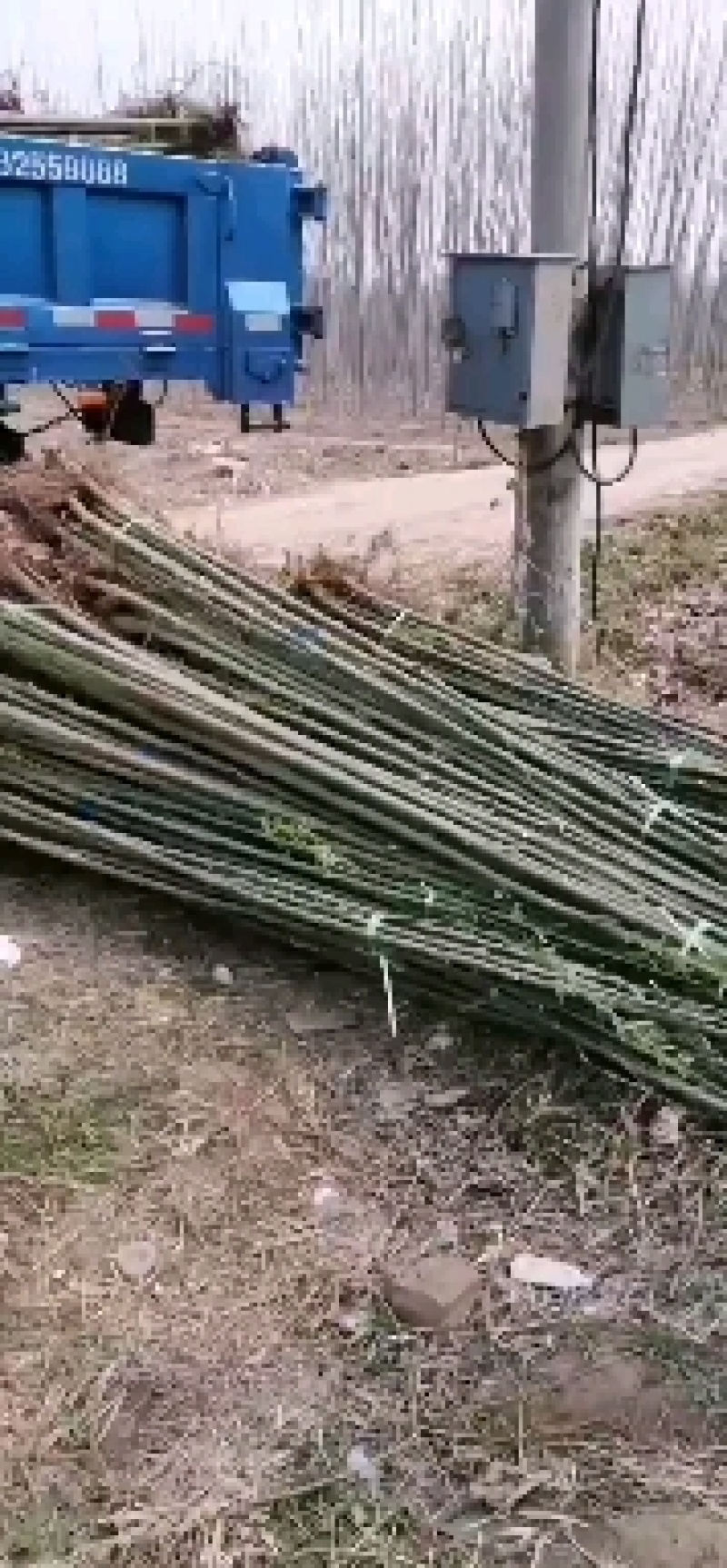 速生柳5公分，4公分，3公分，2公分树好价不高