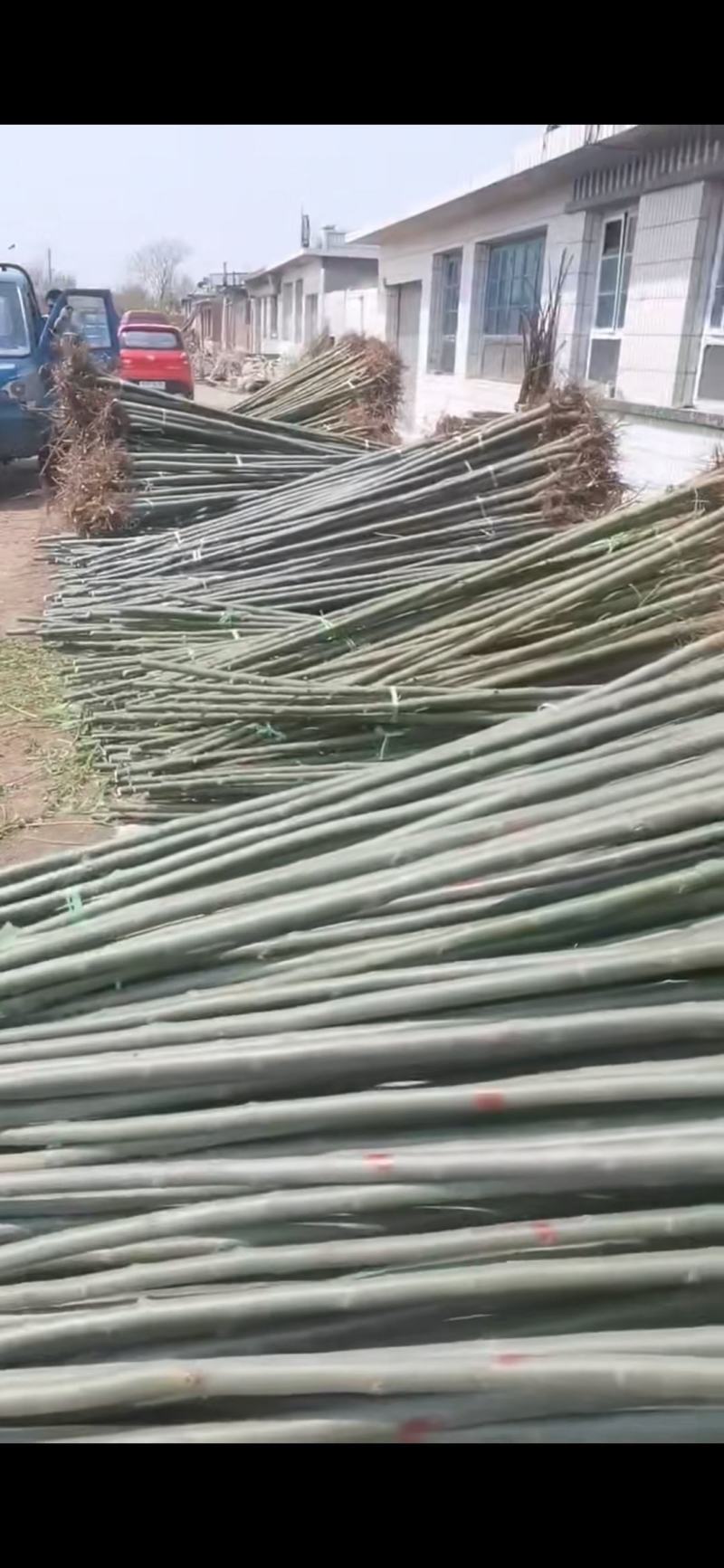 速生柳5公分，4公分，3公分，2公分树好价不高