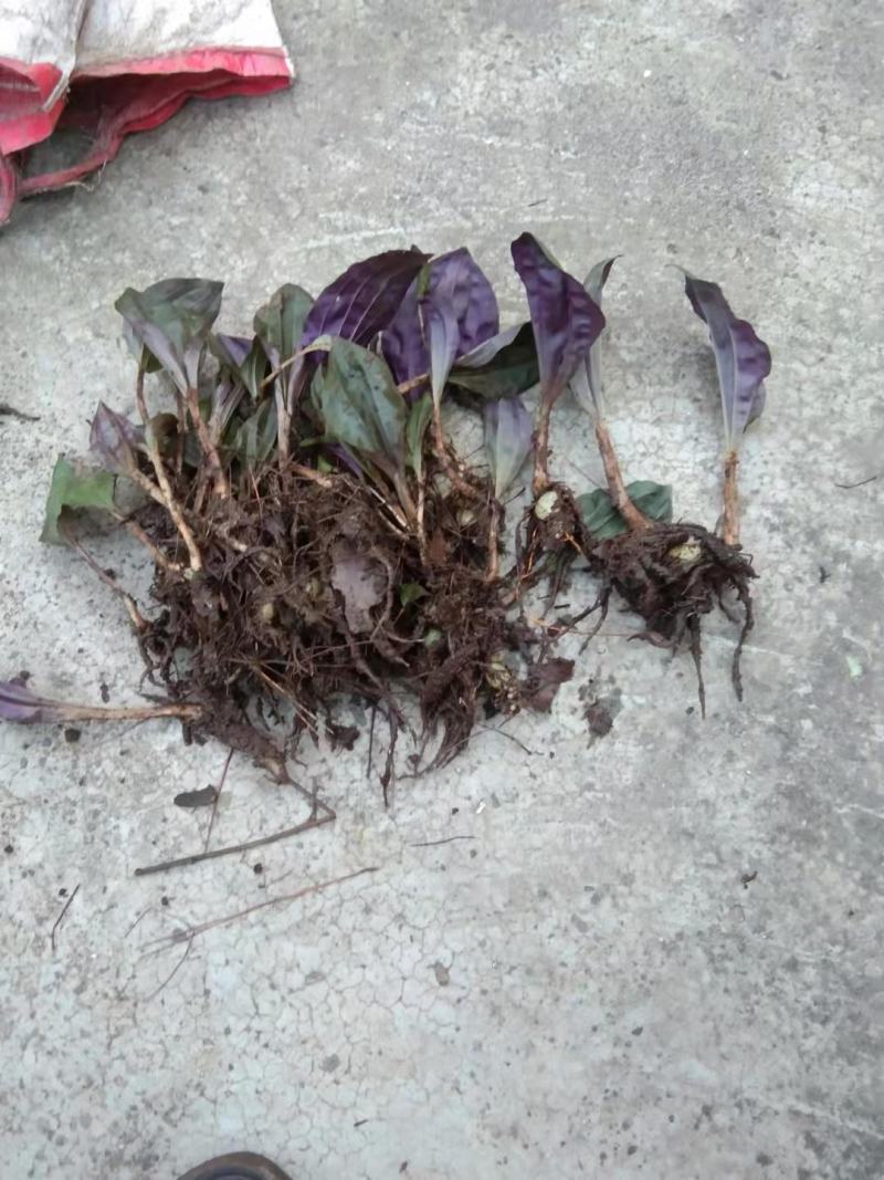 独花兰，一叶一花深山稀有药材，非常罕见