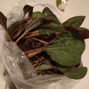 独花兰，一叶一花深山稀有药材，非常罕见