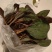 独花兰，一叶一花深山稀有药材，非常罕见