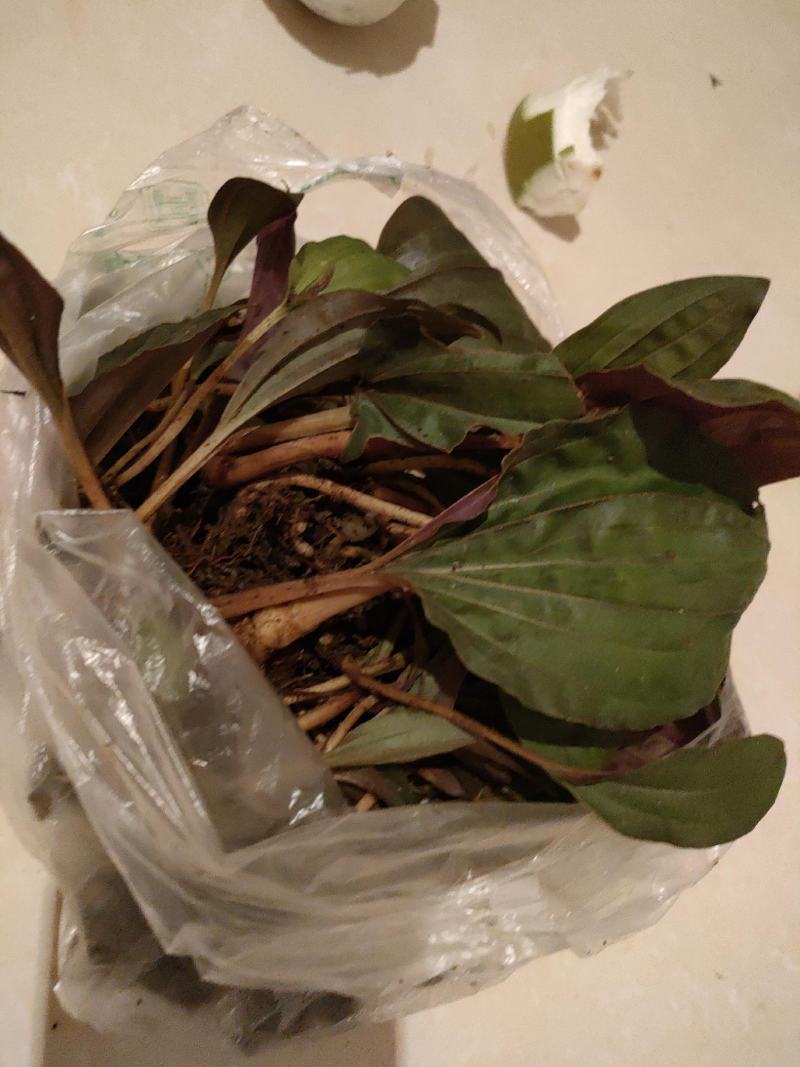 独花兰，一叶一花深山稀有药材，非常罕见