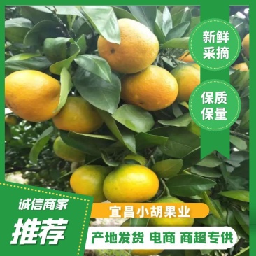 诚信接待每一位客户是我的职责，欢迎老板地头看货下单！