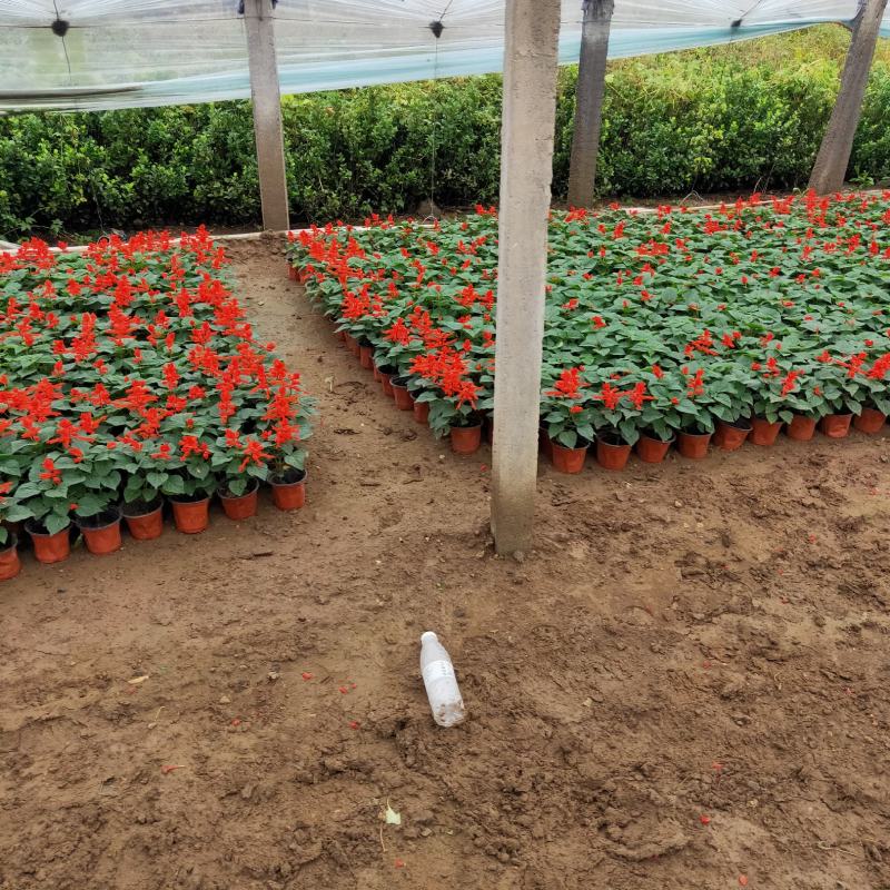 一串红大量出售一串红基地直销价格便宜有数量有质量