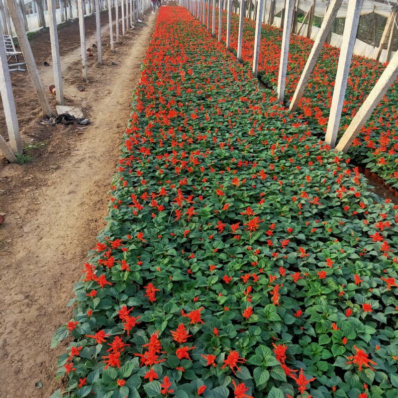 一串红大量出售一串红基地直销价格便宜有数量有质量