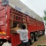 一串红大量出售一串红基地直销价格便宜有数量有质量