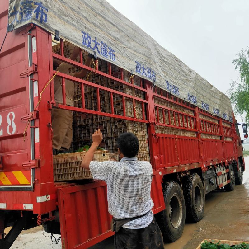 一串红大量出售一串红基地直销价格便宜有数量有质量
