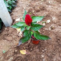 鸡冠花大量出售鸡冠花基地直销价格便宜有数量有质量