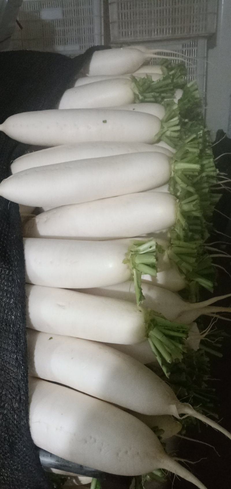 白萝卜散装4吨现货，配货联系我低于市场价