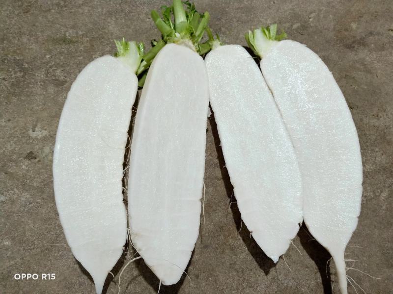白萝卜散装4吨现货，配货联系我低于市场价