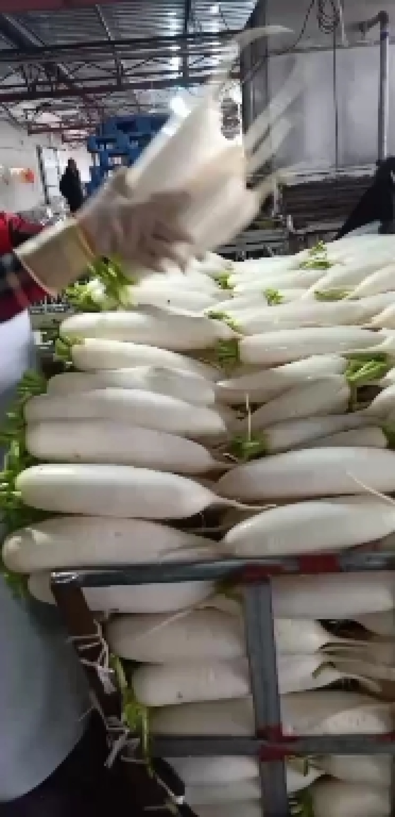 白萝卜散装4吨现货，配货联系我低于市场价