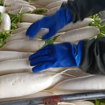 白萝卜散装4吨现货，配货联系我低于市场价
