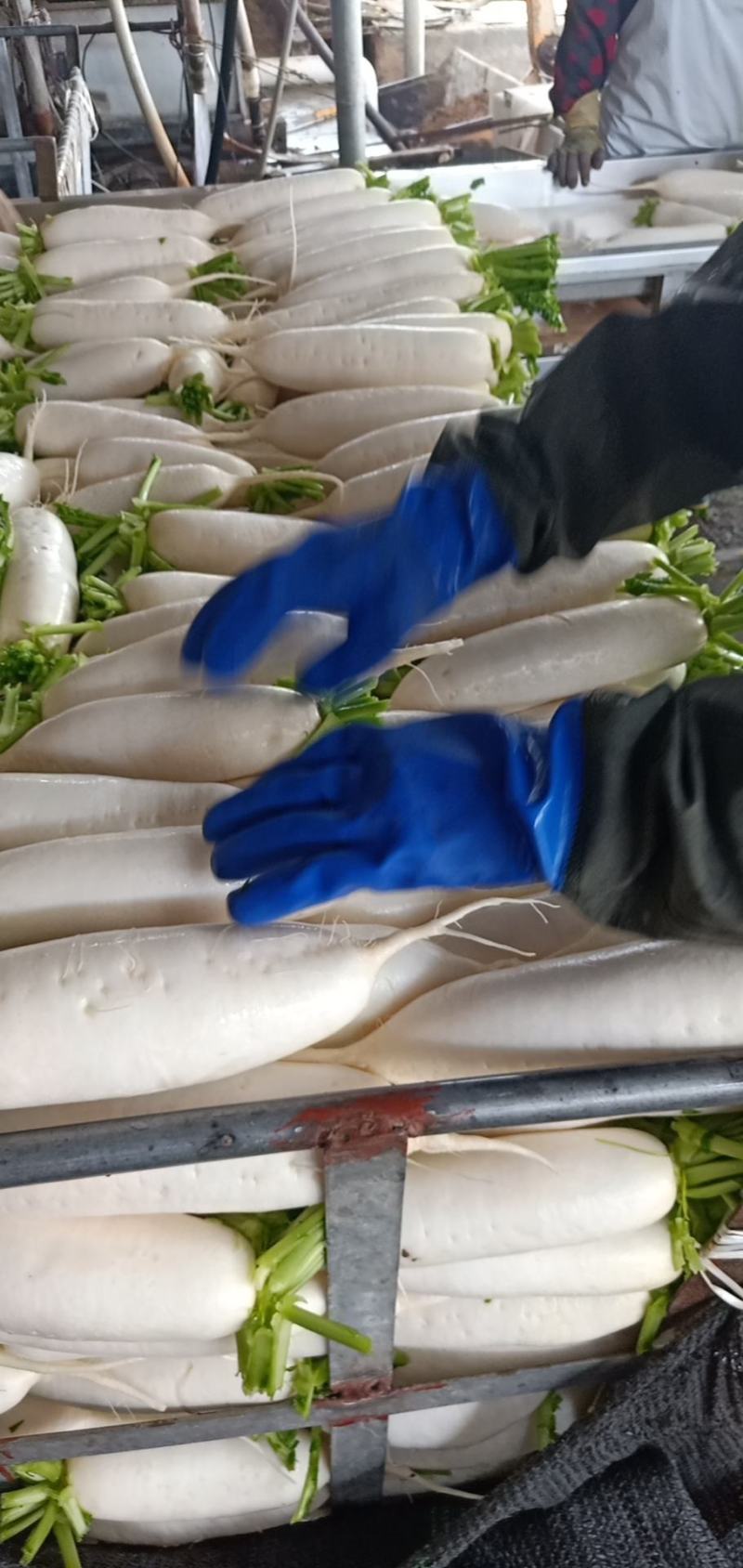 白萝卜散装4吨现货，配货联系我低于市场价