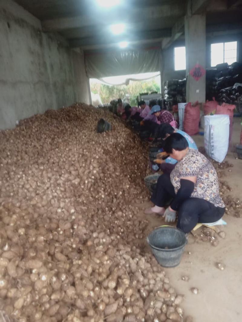 推荐】精品毛芋头，产地一手货源，价格实惠，坏烂包赔