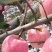 红富士苹果陕西产地精品红富士苹果一手货源品质保证