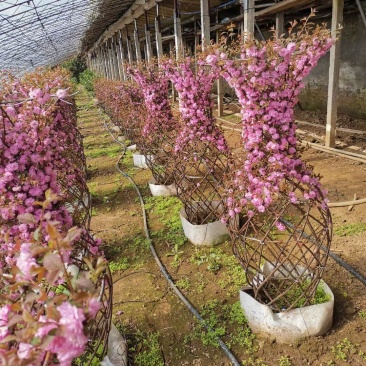 辽宁造型树红叶榆叶梅花瓶紫叶稠李花瓶