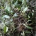 石橄榄，中药材，广西高山上的石仙桃！石山上的果上叶，