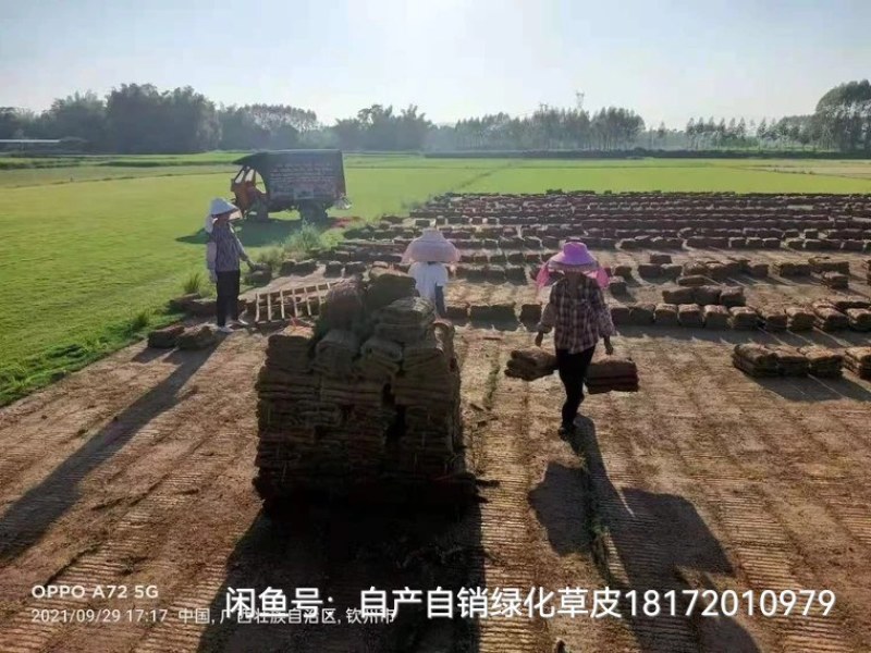 草皮，马尼拉草皮，台湾草皮，大叶油草皮，百慕大草皮