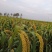 黄小米（蔚州贡米）2024新小米熬粥，【一斤装】批发价
