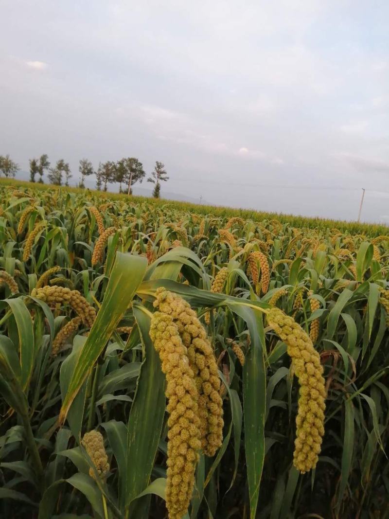 黄小米（蔚州贡米）2024新小米熬粥，【一斤装】批发价