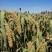 黄小米（蔚州贡米）2024新小米熬粥，【一斤装】批发价