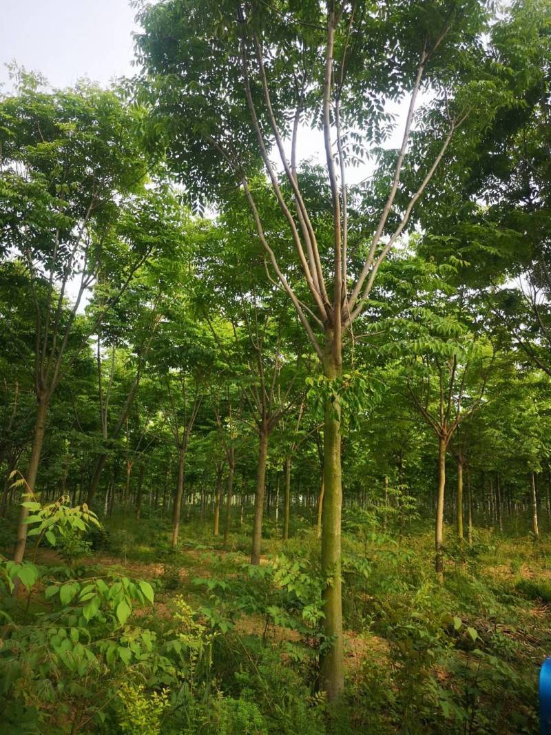 栾树10公分，12公分栾树，15公分栾树，8公分栾树，
