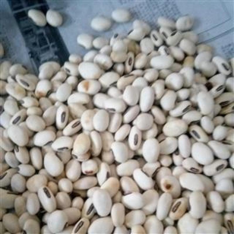 刀豆，白刀豆精品质量保证，经营各种中药材欢迎咨询购买！