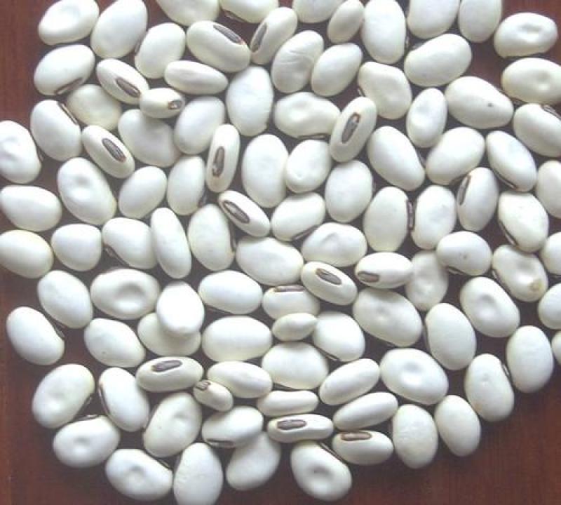 刀豆，白刀豆精品质量保证，经营各种中药材欢迎咨询购买！