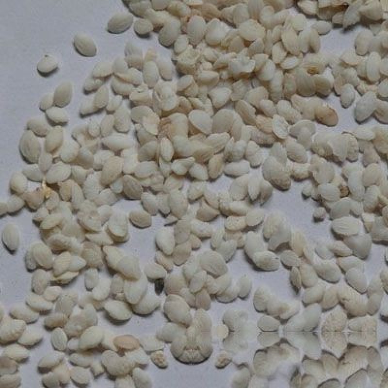鱼脑石，中药材鱼脑石质量保证，经营各种中药材欢迎咨询合作