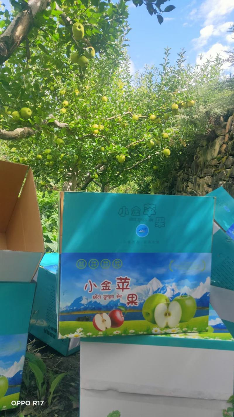 四川阿坝小金县金冠青苹果（精选货）