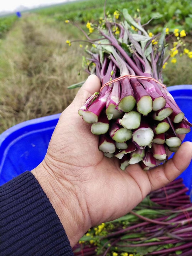 湖北精品红菜苔代发全国各地