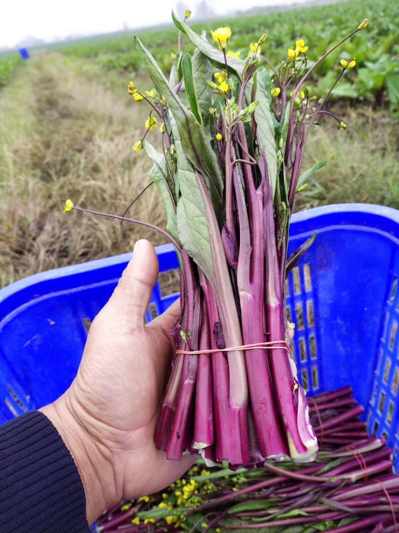 湖北精品红菜苔代发全国各地