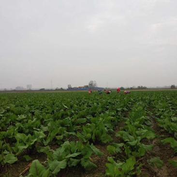 湖北精品红菜苔代发全国各地