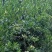 广西300万斤陈皮柑茶子柑大量上市