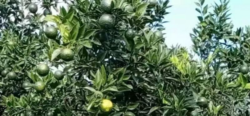 广西300万斤陈皮柑茶子柑大量上市