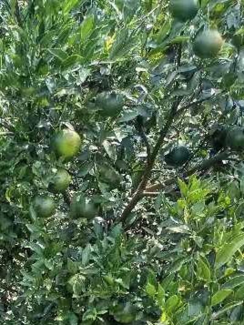 广西300万斤陈皮柑茶子柑大量上市