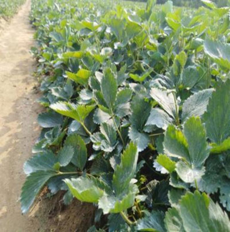 草莓苗原盆原土发货四季开花结果适合南北方庭院阳台