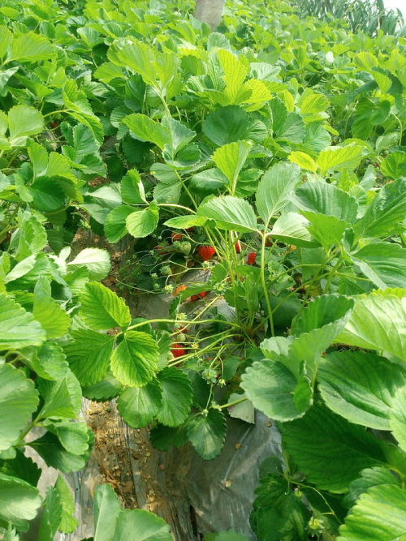 草莓苗原盆原土发货四季开花结果适合南北方庭院阳台