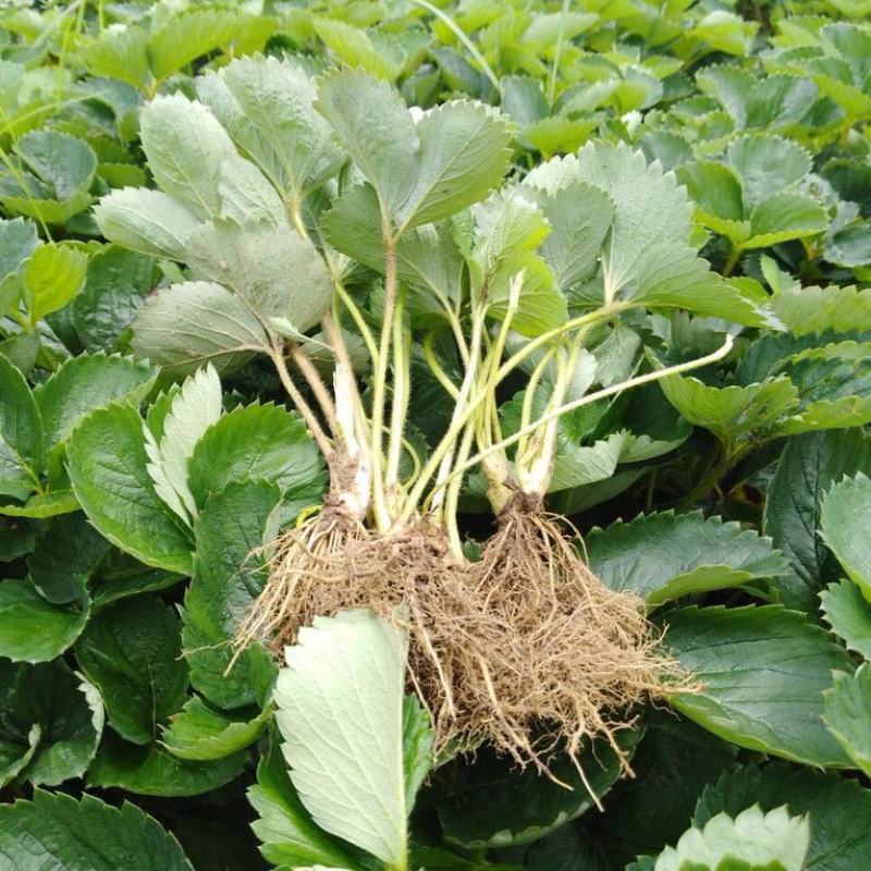草莓苗原盆原土发货四季开花结果适合南北方庭院阳台